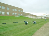 School lawn installation